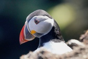 12th Jun 2024 - PUFFIN PORTRAIT 