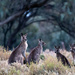 Mob of Roos I