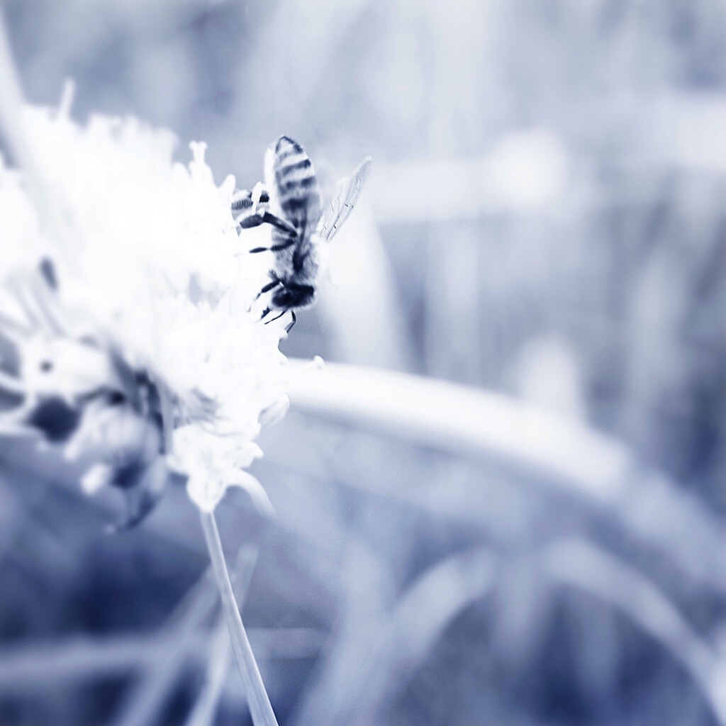 Dream Bee by juliedduncan
