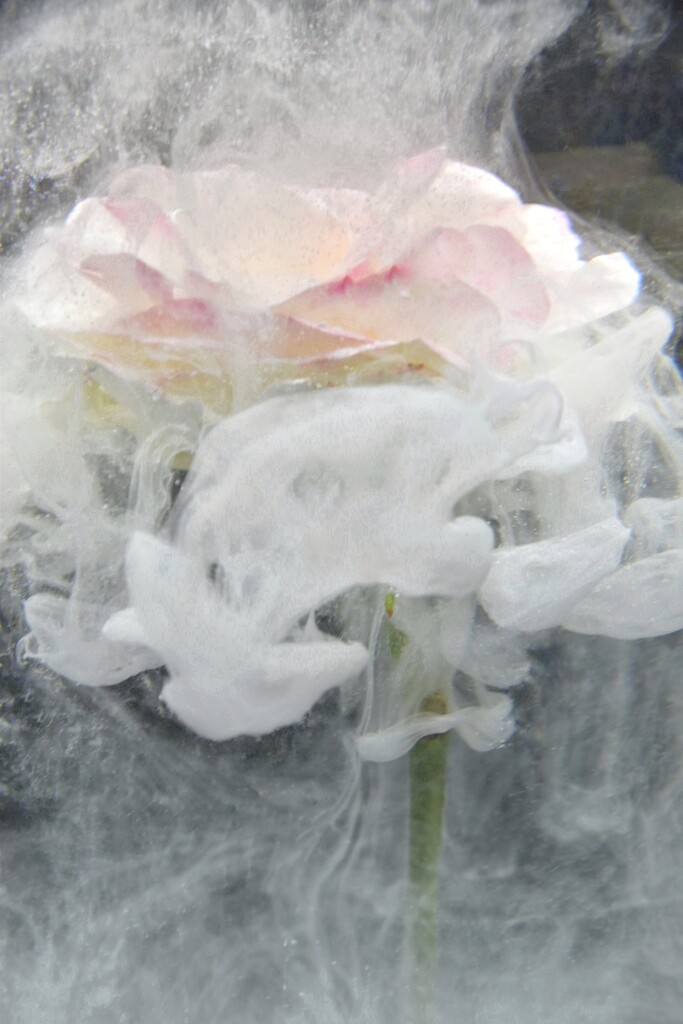 Dreamy Rose by wakelys