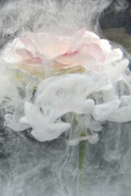 15th Jun 2024 - Dreamy Rose