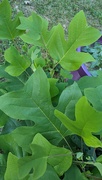 15th Jun 2024 - Tulip Tree