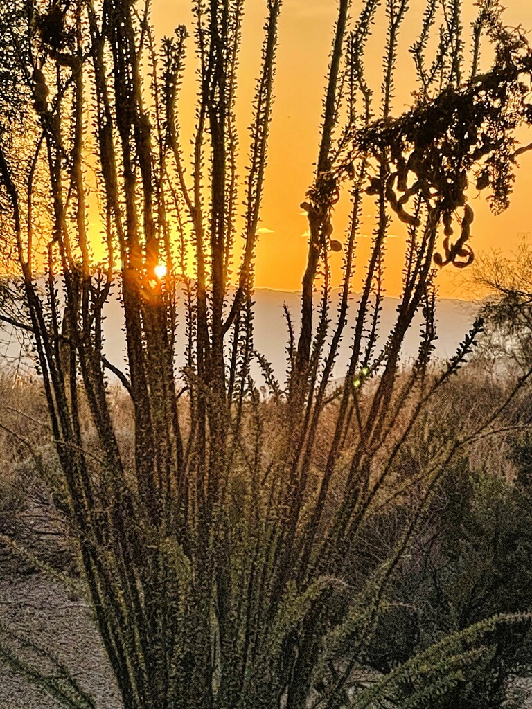 6 13 Sun through the ocotillo by sandlily