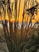 13th Jun 2024 - 6 13 Sun through the ocotillo