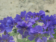 10th May 2024 - Bee over the Geraniums