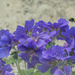 Bee over the Geraniums by mumswaby