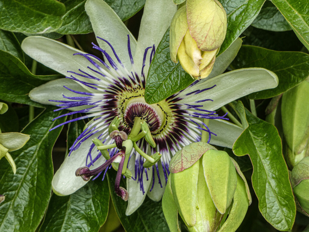 Passiflora by mumswaby