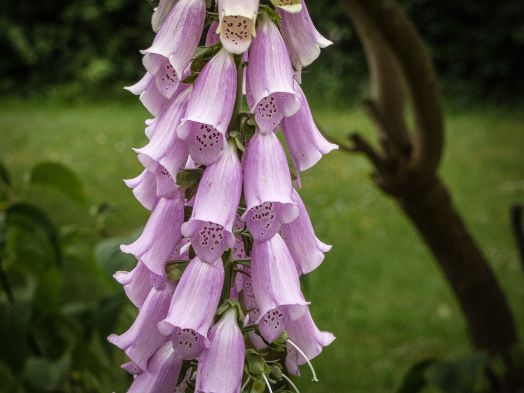 Close up Foxglove by mumswaby