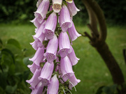 13th May 2024 - Close up Foxglove