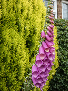 14th May 2024 - Purple Foxglove