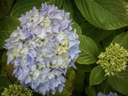 16th May 2024 - Blue Hydrangea