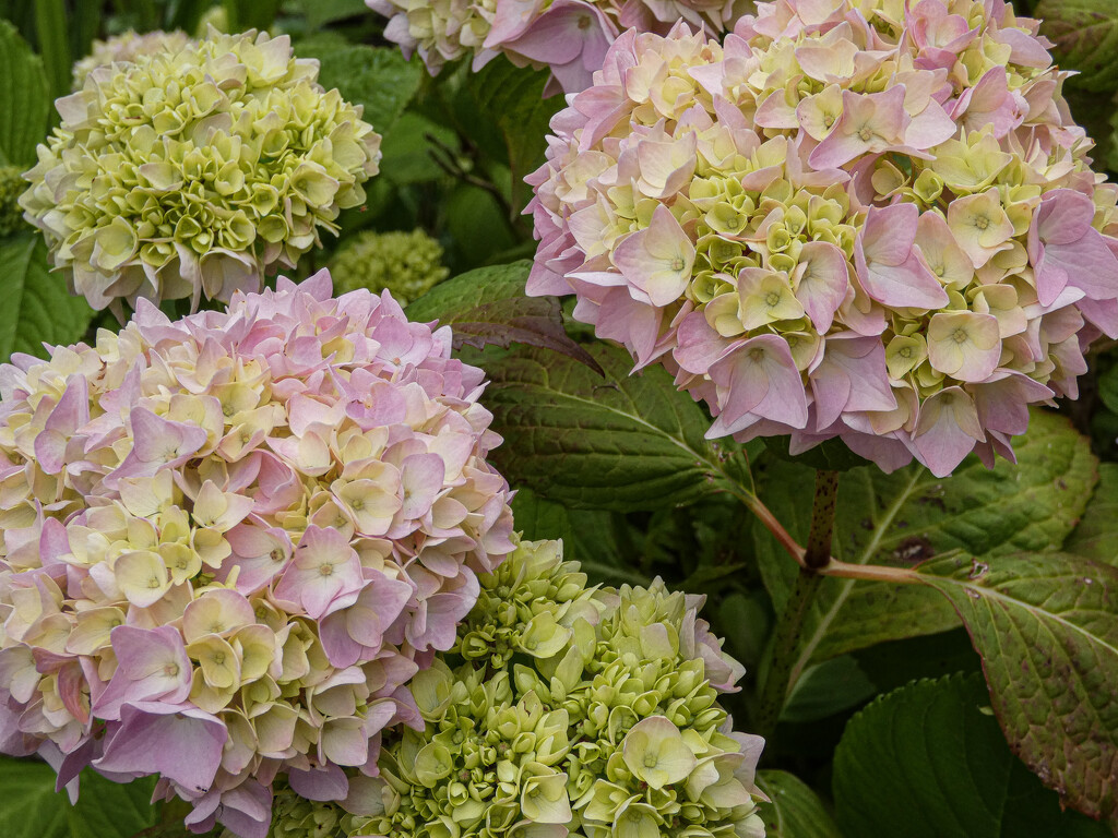 Pink Hydrangea by mumswaby
