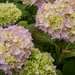 Pink Hydrangea by mumswaby
