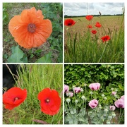 15th Jun 2024 - Poppies 