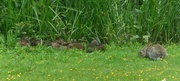 15th Jun 2024 - Rabbit and Ducklings