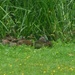Rabbit and Ducklings
