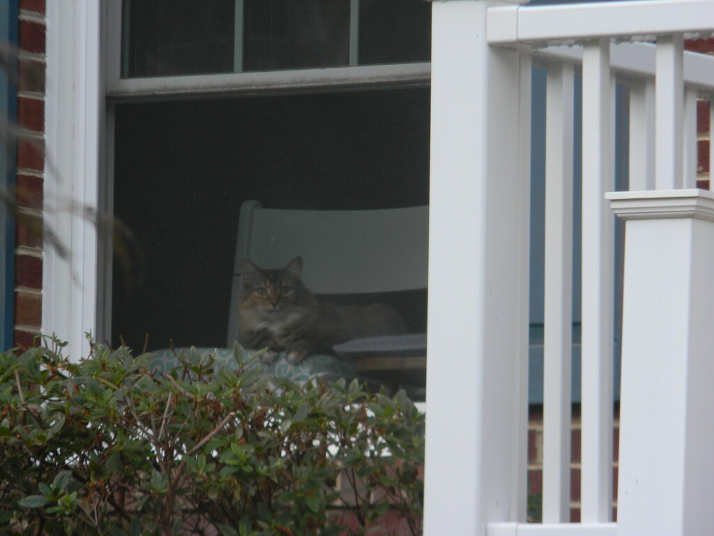Cat in Neighbor's Window by sfeldphotos