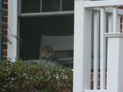 15th Jun 2024 - Cat in Neighbor's Window