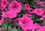 15th Jun 2024 - Petunias