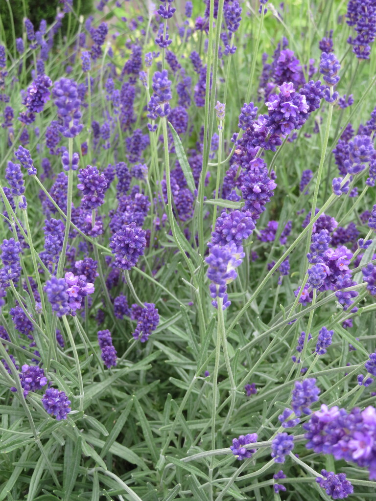 Lavender’s blue … by felicityms