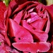Garden Rose by carole_sandford