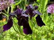 10th Jun 2024 - Iris