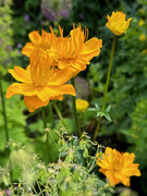 14th Jun 2024 - Trollius