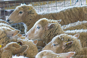 13th Jun 2024 - Sheep Shearing Day...