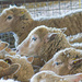 Sheep Shearing Day...