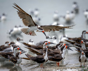 5th Jun 2024 - Black Skimmer