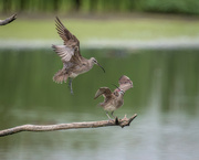 8th Jun 2024 - Whimbrels