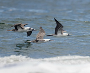 6th Jun 2024 - Peruvian Booby