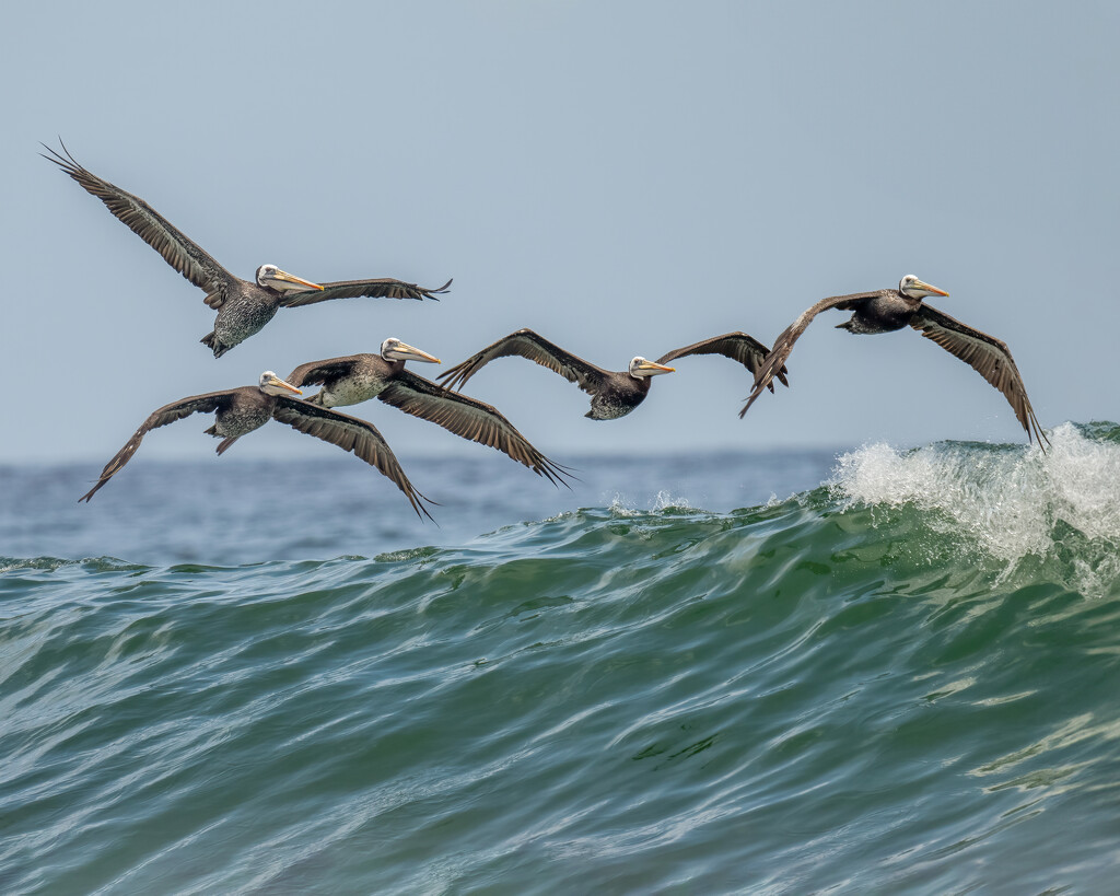 Peruvian pelicans by nicoleweg