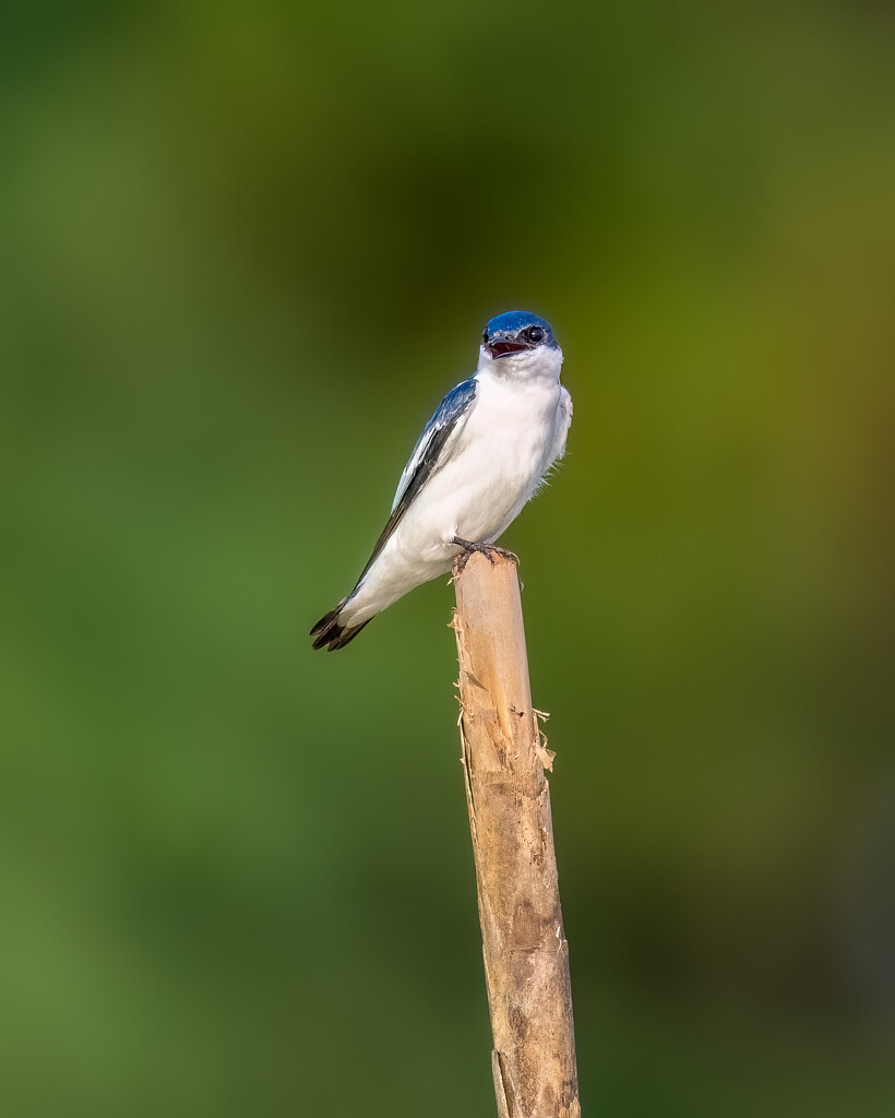 White-winged Swallow by nicoleweg