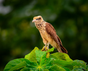 9th Jun 2024 - Yellow-headed Caracara