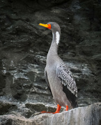 13th Jun 2024 - Red-legged Cormorant