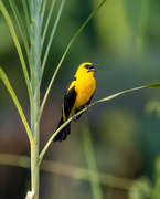 15th Jun 2024 - Oriole Blackbird