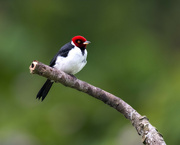 14th Jun 2024 - Red-capped Cardinal