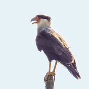 11th Jun 2024 - Crested Caracara