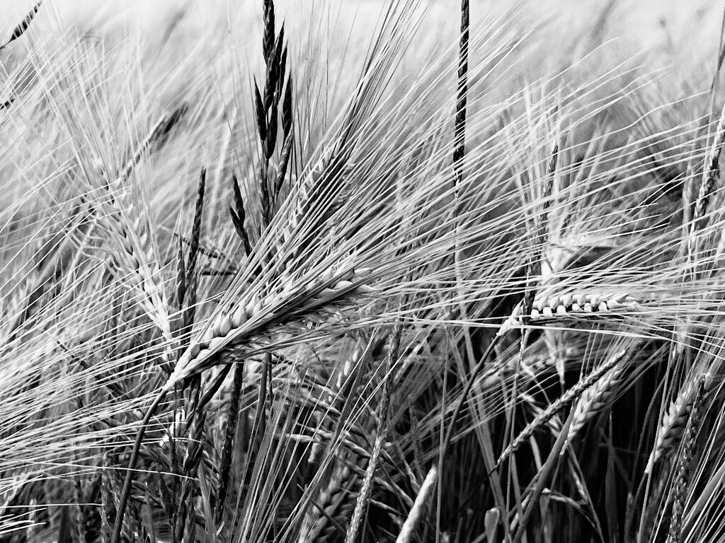 Wheat by gaillambert