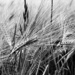 Wheat by gaillambert