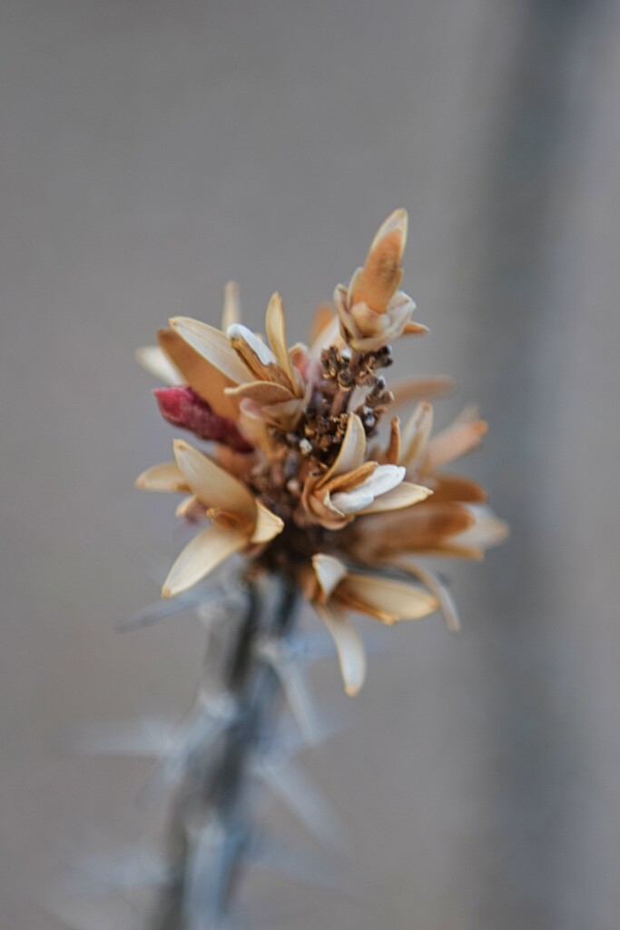 6 14 Dried Ocotillo flower by sandlily