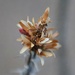 6 14 Dried Ocotillo flower