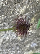 15th Jun 2024 - Burdock 