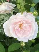 15th Jun 2024 - Pink Rose