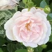 Pink Rose by spanishliz