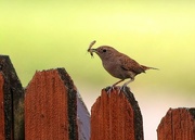 15th Jun 2024 - Food for Baby Wrens 