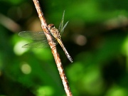 15th Jun 2024 - Blue Dasher Dragonfly