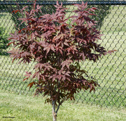 15th Jun 2024 - Japanese Maple