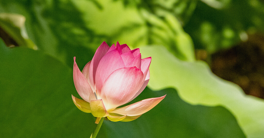 Lotus Flower! by rickster549